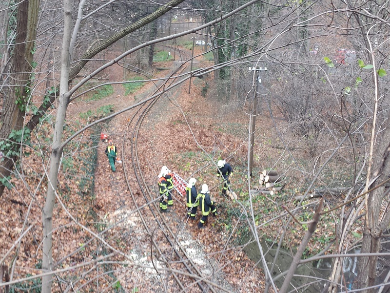 Baum auf Schienen - Radebeul - 18.11.2015 - Bild #2